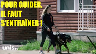 L'entraînement d'un chien guide