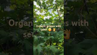 Organically grown grapes protected with netting from squirrels #gardening #Healthy #Fresh #Tasty