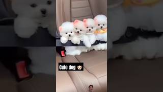 cute dog 🤣 #funny #puppys #trending #shorts