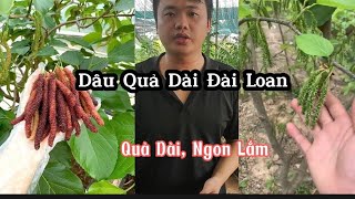 Dâu Quả Dài Đài Loan | Giống Độc Lạ Không Có Vị Chua LH 0353.094.444