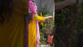 Bhor Bhai Din Chadh Gaya Meri Ambe🙏Humara Mini Garden Balcony Me🪴🌿☘️🌱 #minigarden #navratri