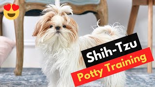 How To Potty Train A Shih Tzu Puppy? Tips and Tricks