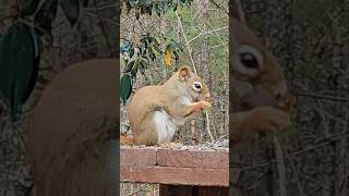 Eastern Connecticut Red Squirrel #redsquirrels #wildlife #squirrelwatching #animals