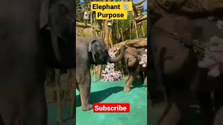 Elephant 🐘 Purpose #animals #shorts #viral #ytshorts #youtubeshorts #reels #awwanimals #funnyplox