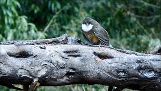 white throated laughing thrush