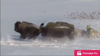 Wolves hunting Bison