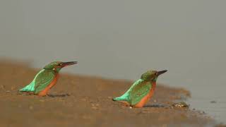 Vroege Vogels - Twee ijsvogelvrouwtjes aan de IJssel