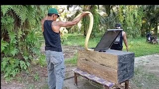 kingcobra kuning emas ngamuk saat di masukin kandang @wagipetualang