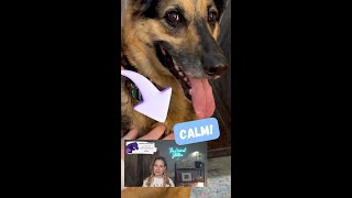 Fast calming for anxious pets! 🐕😸From Ep 156