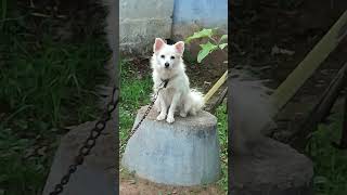 Smart Doggy Thara #pets #dog #shorts