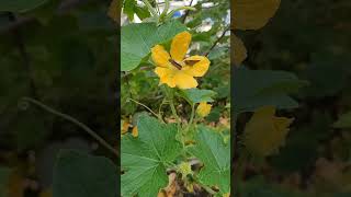 Kitchen garden at Rooftop | Ash gourd plant | Pollination by insects #reproduction #nature #shorts