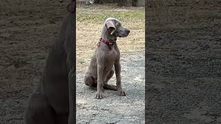 I changed is name to chucky! #dad #foryou #shorts #viral #fyp #funny #weimaraner #puppy