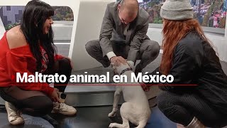 Maltrato animal | 70% de perros y el 60% de gatos se encuentran en situación de abandono en la calle