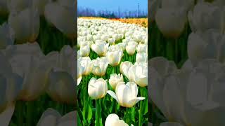 morning Best natcher beautiful flowers wallpaper seen #shorts