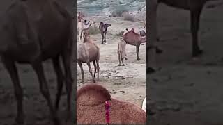 Camel 🐪 market in attock | اونٹوں کی منڈی سنجوال اٹک