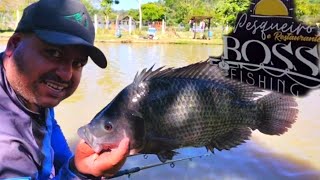 fui conhecer o pesqueiro BOSS FISHING, pescaria de tilapias na batida,na diária