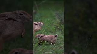 Two European rabbit are Playing and Mischief witch each other. #rabbit#nature#shorts #short#wildlife