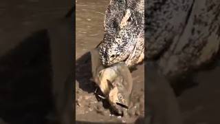 komodo dragon launch attack on the poor fish #komodo #shortsfeed #shorts