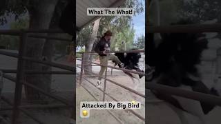 Don’t Big Bird Me! #lol  #wow  #funny  #comedy  #reels  #life  #shortsvideo