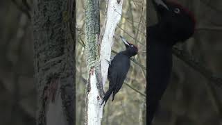 Woodpecker - A perfect Carpenter...  #nature #shorts #naturelovers