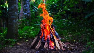 4K Cozy Campfire In the Forest — Relaxing Fireplace & Nature Sounds — Fire Crackling Sounds