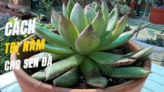 Nhận biết phòng ngừa và triệt nấm cực hiệu quả cho sen đá - Prevent, eliminate fungi for succulents