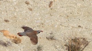 KEKLİK AVI MALATYA 01, Partridge Hunting-PHENOMA İLE-Caccia starne-куропатка охота-الحجل مطاردة