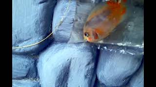 Top 1 Super Rare Golden base fader flowerhorn growout.. #unboxingfish