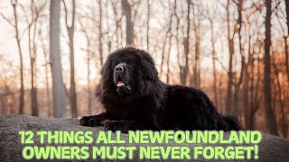 12 Things All Newfoundland Owners Must Never Forget! 🐕🌊