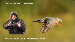 Photographing Kingfishers part 2-wildlife photography