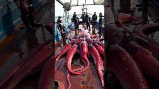 Giant Sea Monsters Caught by Fishermen! #GiantSeaCreatures #FishingDiscoveries #OceanMysteries