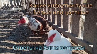 Утки несутся. Ответы на Ваши вопросы