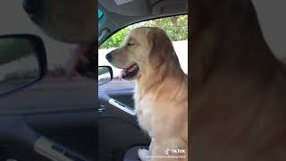 Charming Charlie the Golden - Just your  basic  Starbucks order #goldenretrieverlife #pumpkinseason