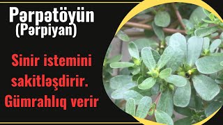 Pərpətöyün - Pərpiyan bitkisi | Faydaları və zərərləri | kimlərə olmaz?