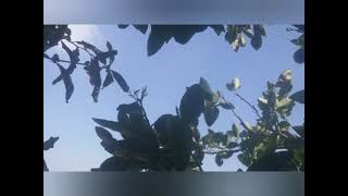 un rincón cerca del cielo cosechando chiles moras y limones