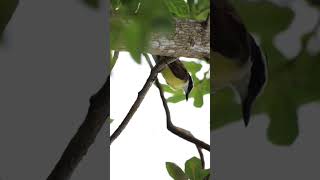 Kiskadee video part 7 #nature #wildlife #animals #birds #shorts