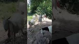 Nasli goats🐐 amazing big 👂#goat #youtubeshorts #youtube #ytshorts #shorts