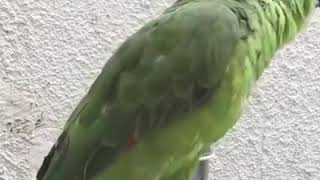 ببغاء يقراء القرآن الكريم Parrot reading the Koran