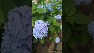 紫陽花が見頃です【愛知縣護國神社】