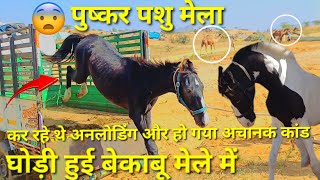 घोड़ी हुई बेकाबू मेले में || pushkar mela 2024 || unloading horse || #horse #pushkar