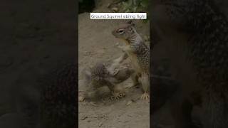 Ground Squirrel #subscribe #shorts #wildlife #nature #birdsofprey #falcon #raptors #squirrel #animal