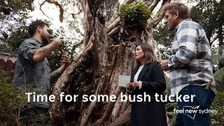 Episode 6 - Curtis Stone In Sydney: Aboriginal Tours at Royal Botanic Garden