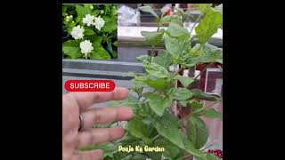 Secret fertilizers for bumper flowering in mogra #music #bts #kpop#mogra#shortsfeed#gardening#foryou