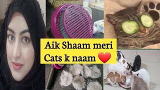 Night Time Routine of Pets mom || Cat grooming at home  || Tips for Shining fur and hairfall #Urdu