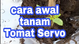 Cara awal tanam tomat servo