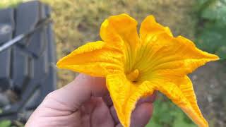 Hand pollinating pumpkins