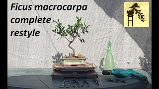 Ficus macrocarpa bonsai - 4