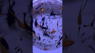 Aquarium New Tank Old Fish 🐠 #2024 #love #shorts #shortvideo #short #viral #aquarius #funny 🏝️