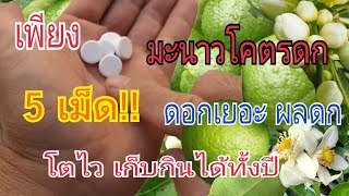 ปุ๋ยบำรุง"มะนาว" แค่ 5 เม็ด มะนาวโคตรดก ดอกเยอะ ดกจนกิ่งแทบหัก ออกลูกเก็บกินได้ ทั้งปี