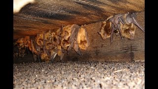 1,000 Bats in a Church- Shocking Story